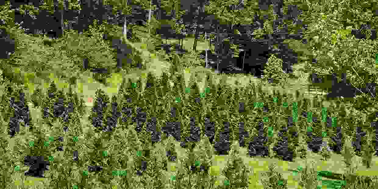 Barn Hill Tree Farm Christmas Tree Farm Dahlonega,